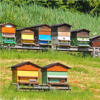 Frühlingserwachen im Bienenstock: die wichtigste Saison beginnt